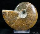 Beautiful Inch Polished Ammonite #3031-1